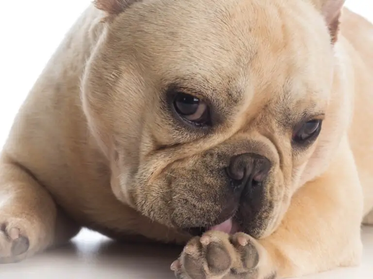 Why Do French Bulldogs Lick Their Paws: Explained