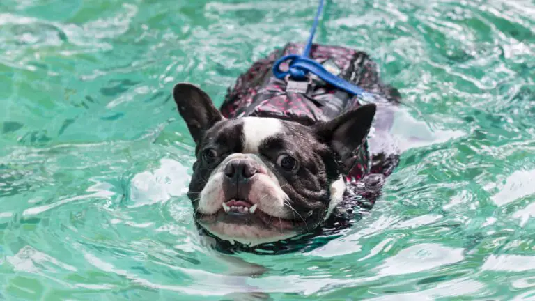 Can French Bulldogs Swim? Exploring Their Natural Abilities in Water