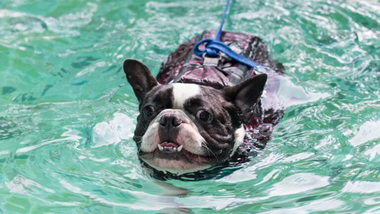 Can French Bulldogs Swim? Exploring Their Natural Abilities in Water