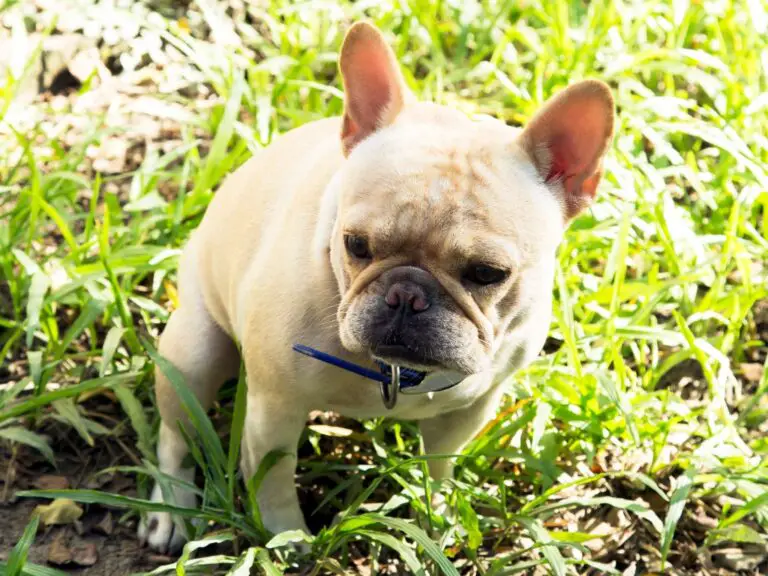French Bulldog Potty Training: Tips and Tricks for Housebreaking Your Frenchie