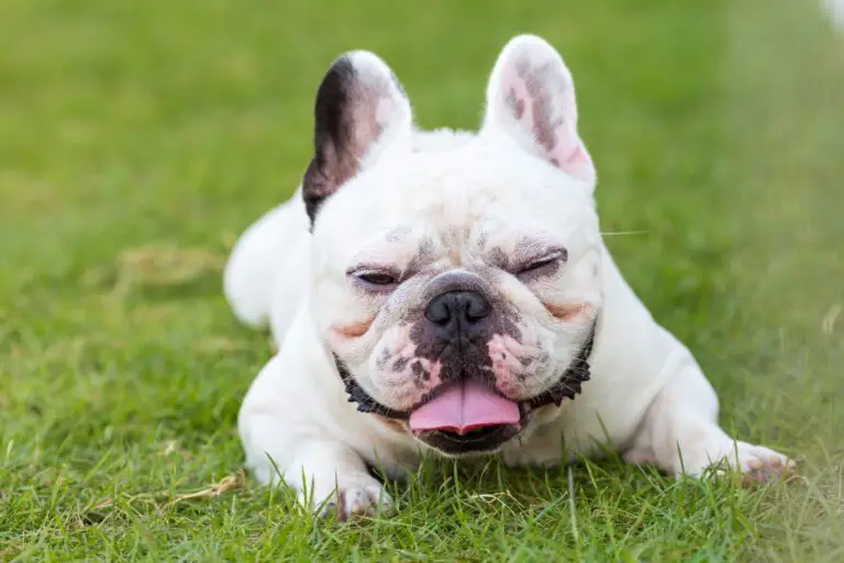 What Eye Problems Do French Bulldogs Have: A Comprehensive Guide