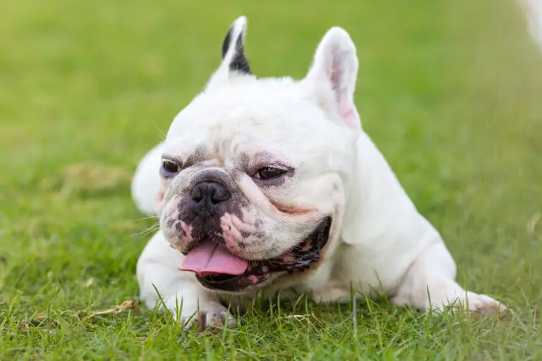 Can French Bulldogs Eat Avocado? A Vet’s Perspective