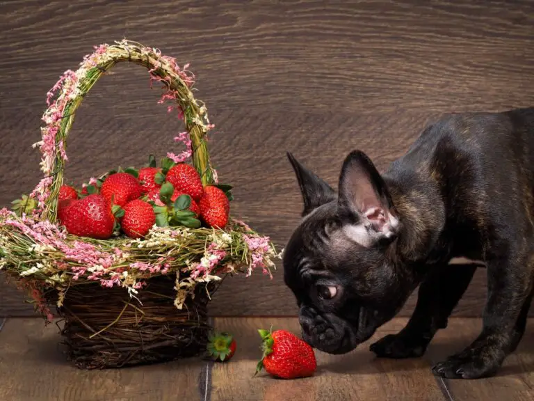 Can French Bulldogs Eat Strawberries? A Guide to Feeding Your Frenchie