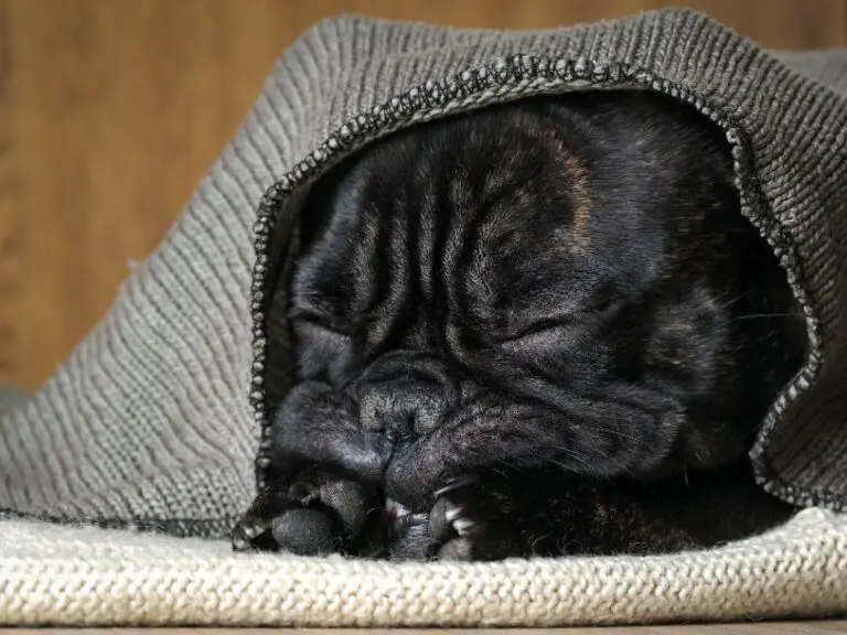 Do French Bulldogs Get Cold Easily? Tips for Keeping Your Frenchie Warm