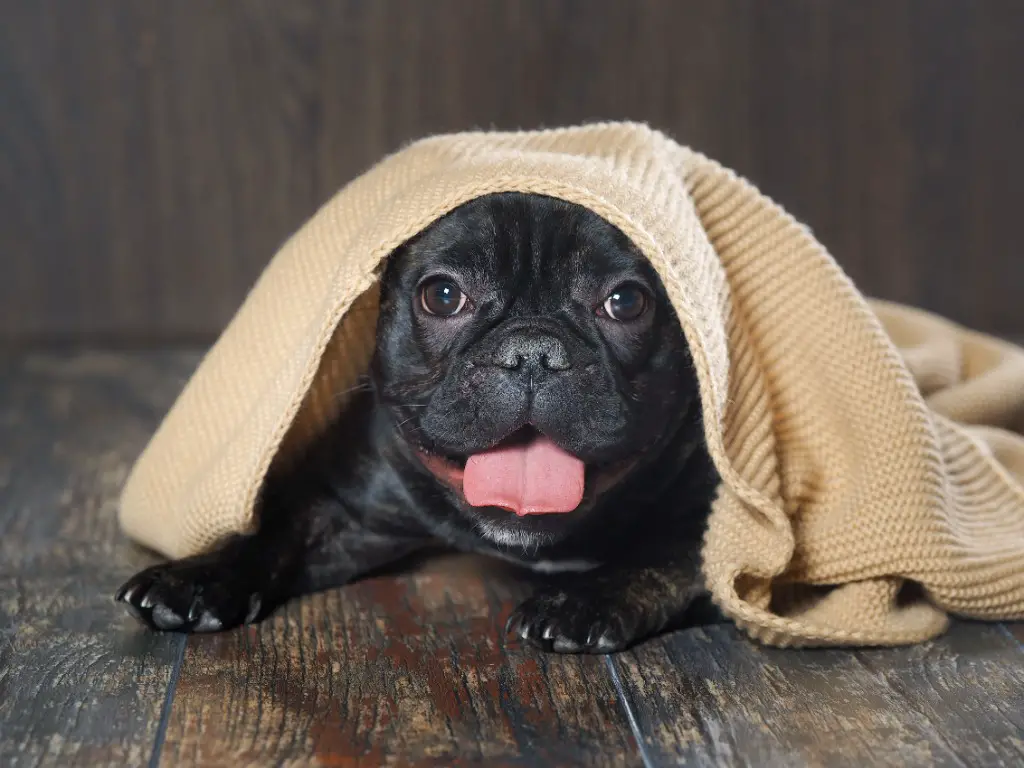 Do French Bulldogs Get Cold Easily? Tips for Keeping Your Frenchie Warm
