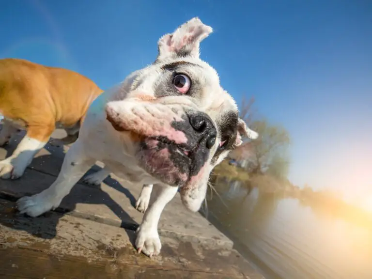 How Often to Bathe a French Bulldog: Expert Recommendations and Tips