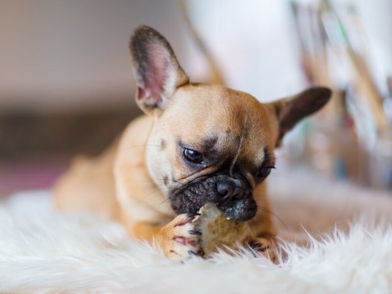 Can French Bulldogs Eat Apples? A Vet’s Perspective