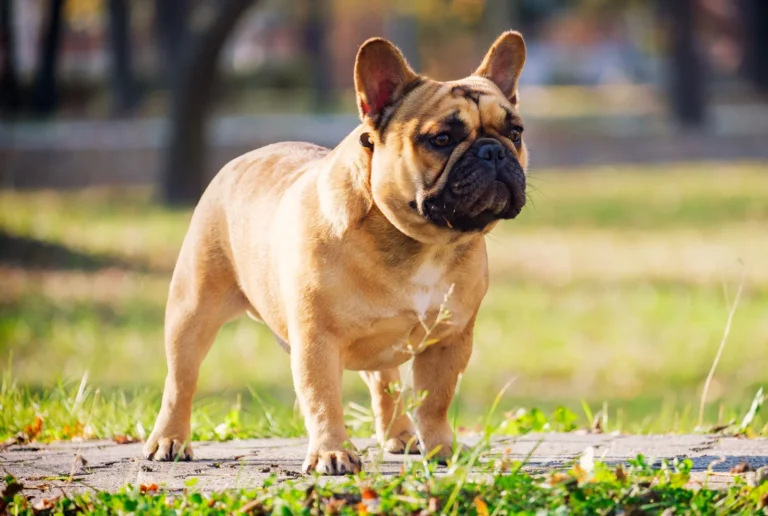 Why Do French Bulldogs Fart So Much: Understanding the Causes