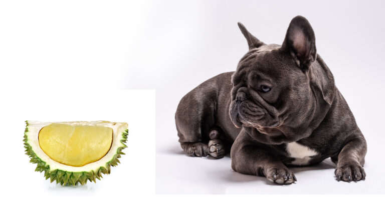 Can French Bulldogs Eat Durian? A Comprehensive Guide