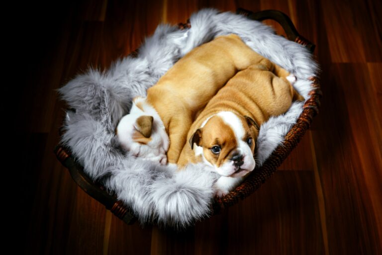 How Many Puppies Do French Bulldogs Have? A Comprehensive Guide