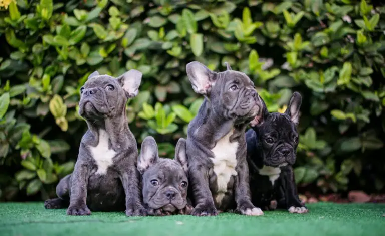 Do French Bulldogs Smell? Tips on How to Keep Your Frenchie Odor-Free