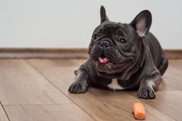 Can French Bulldogs Eat Carrots? A Nutritional Guide for Your Frenchie