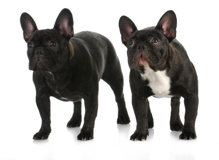 When Do French Bulldogs Go Into Heat: A Comprehensive Guide