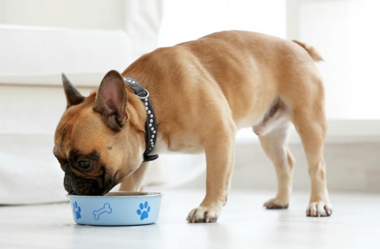 Can French Bulldogs Safely Eat Chicken Bones?