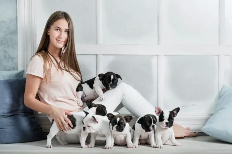 When Can French Bulldog Puppies Go Outside: A Guide for New Owners