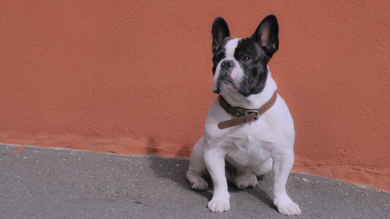 Are French Bulldogs Easy to Train? Expert Insights on Training this Popular Breed