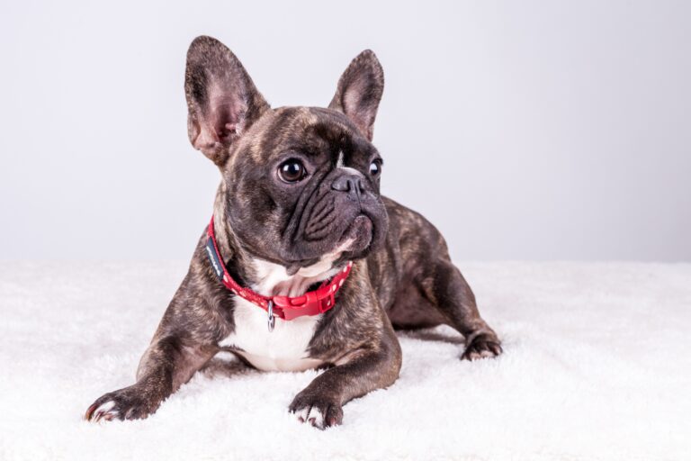 When Do French Bulldog Puppies Start Walking: A Guide for New Owners