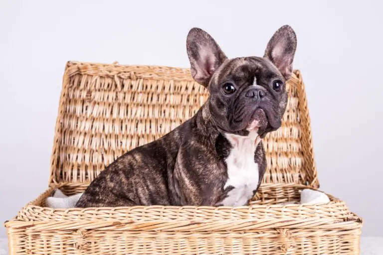 Can French Bulldogs Eat Eggs: A Comprehensive Guide