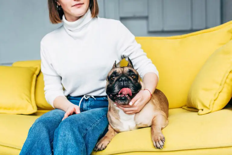 Are French Bulldogs Stubborn? Understanding the Personality Traits of this Popular Breed