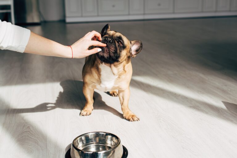 Why Do French Bulldogs Eat Poop: Understanding This Common Behavior