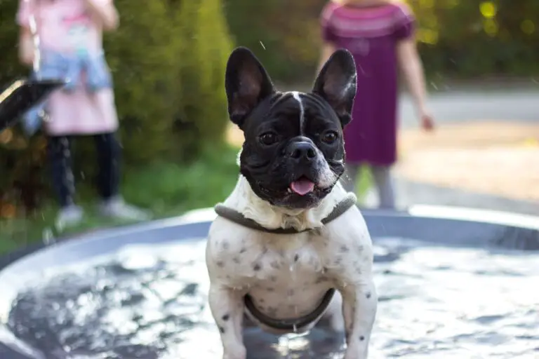 Can French Bulldogs Safely Drink Tap Water?