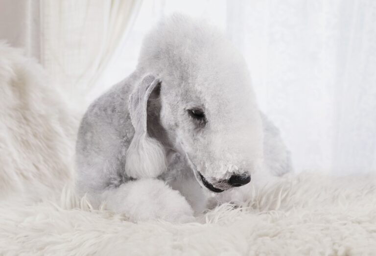 What Do Bedlington Terriers Eat: A Comprehensive Guide