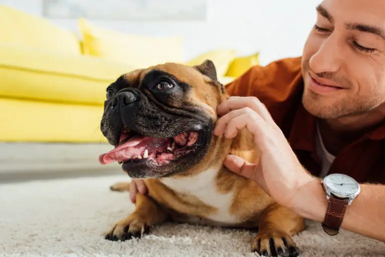 Do French Bulldogs Have Breathing Problems? Understanding the Health Concerns of This Popular Breed