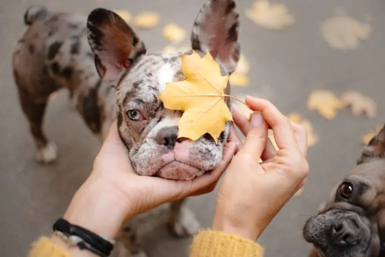 Can French Bulldogs Be Left Alone? A Guide to Leaving Your Frenchie at Home