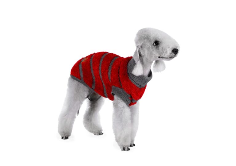 Bedlington Terrier Colours: A Comprehensive Guide