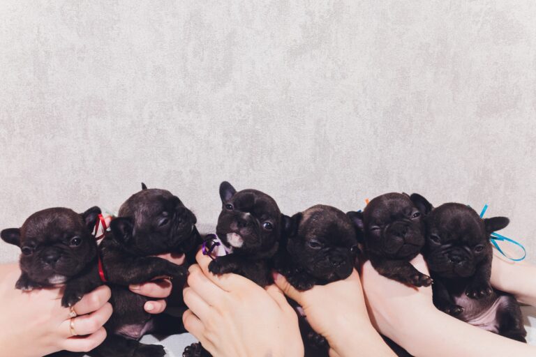 Can French Bulldogs Mate? Everything You Need to Know.