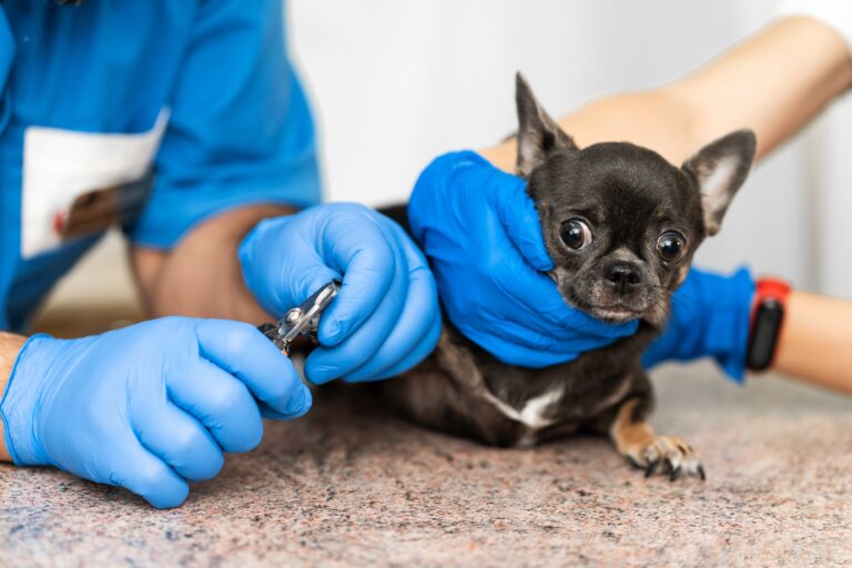 Best Dog Nail Grinders for Easy and Safe Trimming