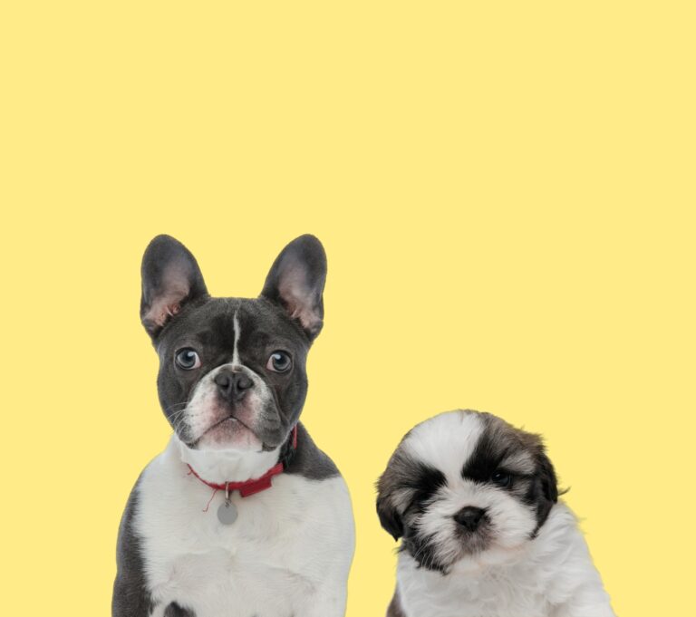 French Bulldog vs Shih Tzu: What’s the Difference?