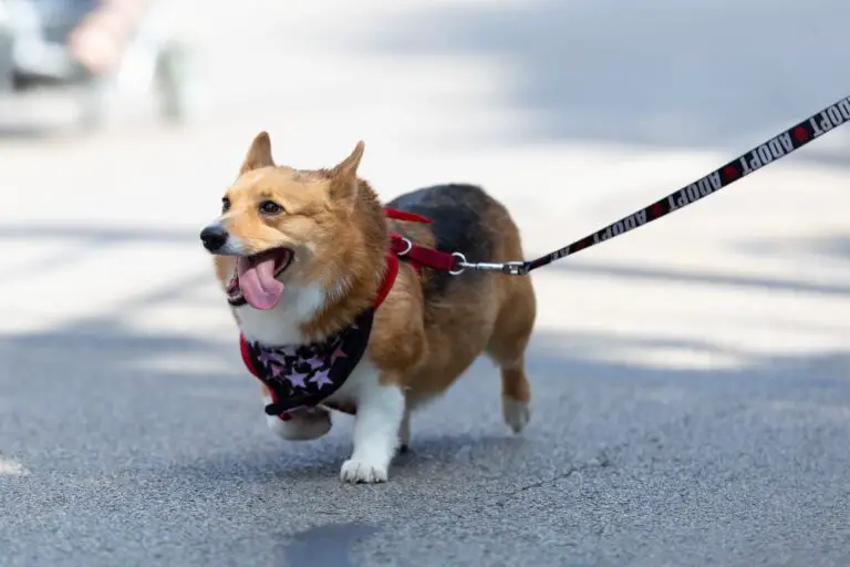 Best Dog Leashes for Walking and Training in 2023: Pros and Cons of Dog Leashes for Your Dog