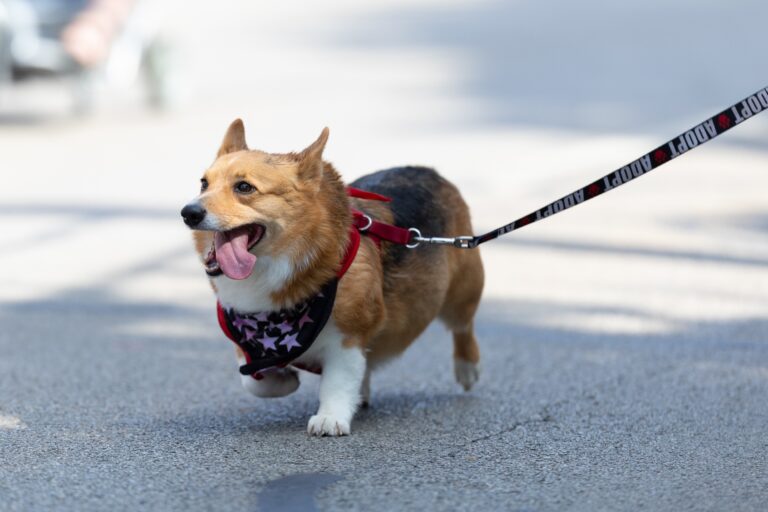 Best Dog Leashes for Walking and Training in 2023: Pros and Cons of Dog Leashes for Your Dog