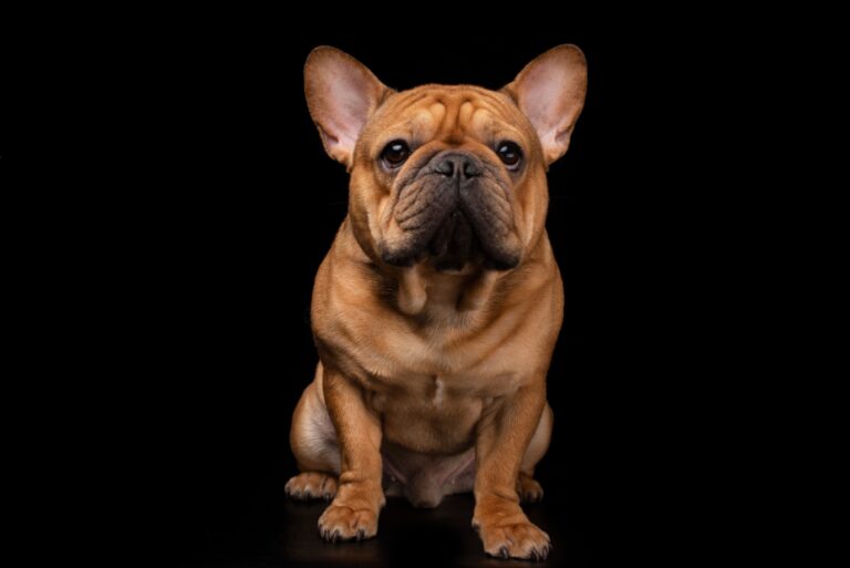 Where Do French Bulldogs Come From: Origins and History
