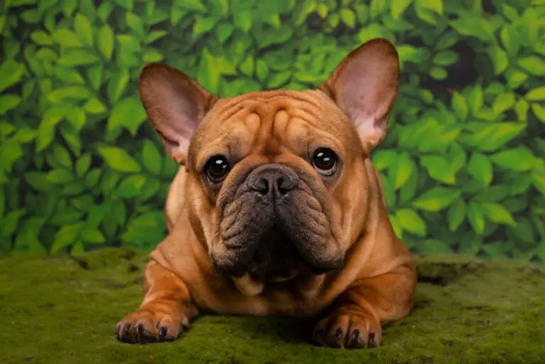 Can French Bulldogs Eat Mango? A Guide to Feeding Your Frenchie