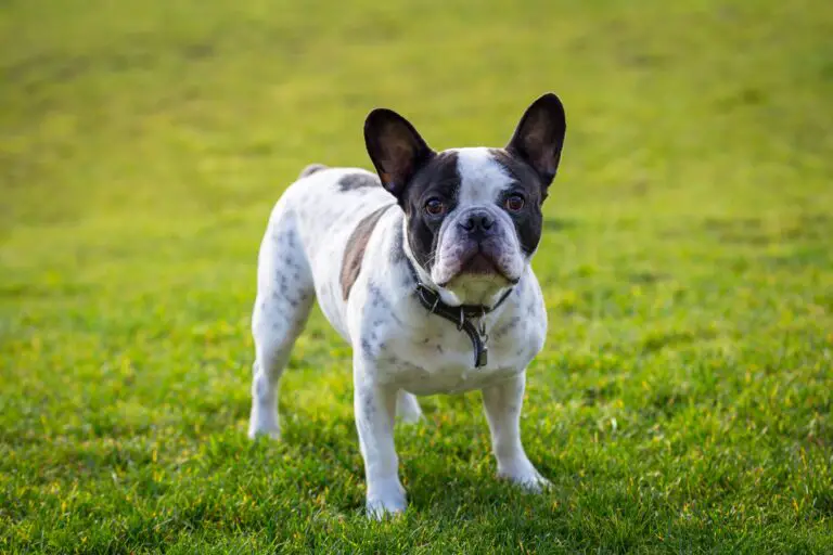 When Do French Bulldog Ears Stand Up: A Guide to Ear Development