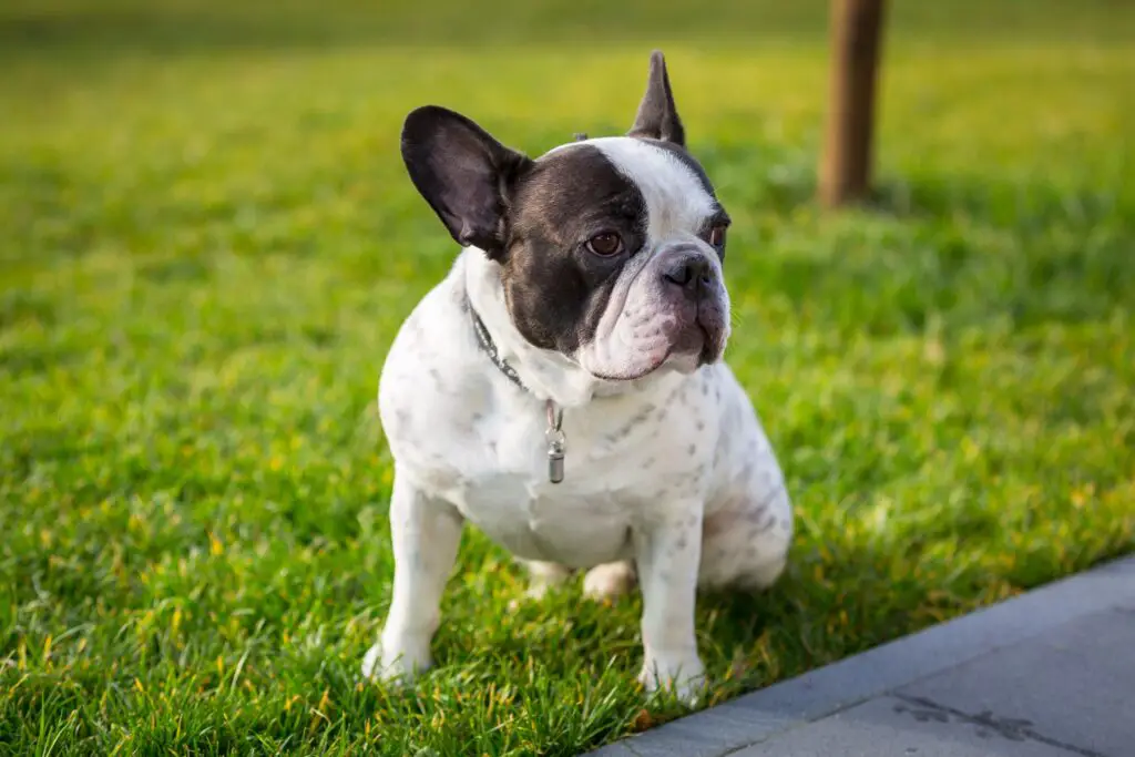 Where Do French Bulldogs Come From: Origins and History