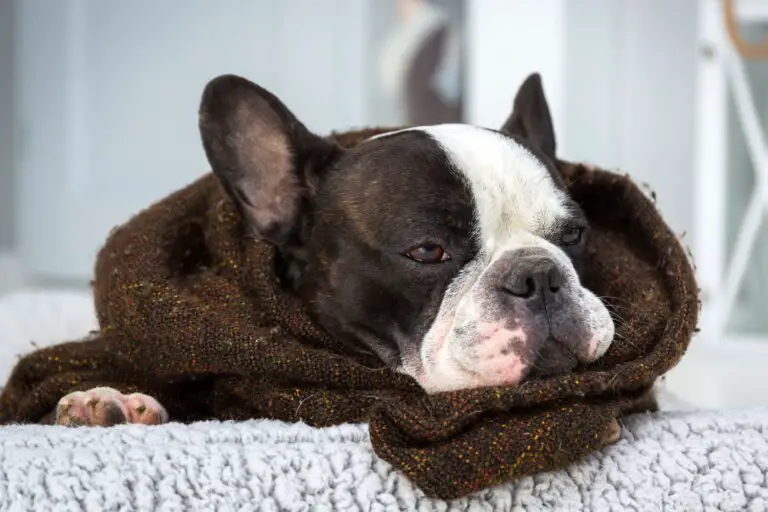 Do French Bulldogs Snore? A Comprehensive Guide to French Bulldog Snoring