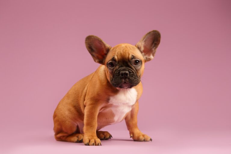 When do French Bulldog Puppies Open Their Eyes? A Guide to Puppy Development