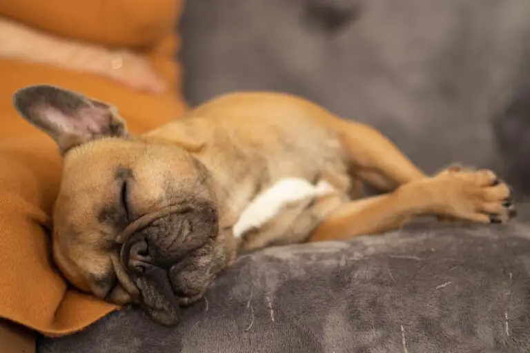 How Much Do French Bulldogs Sleep: A Comprehensive Guide