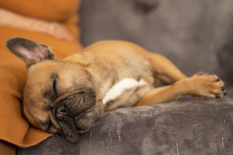 How Much Do French Bulldogs Sleep: A Comprehensive Guide