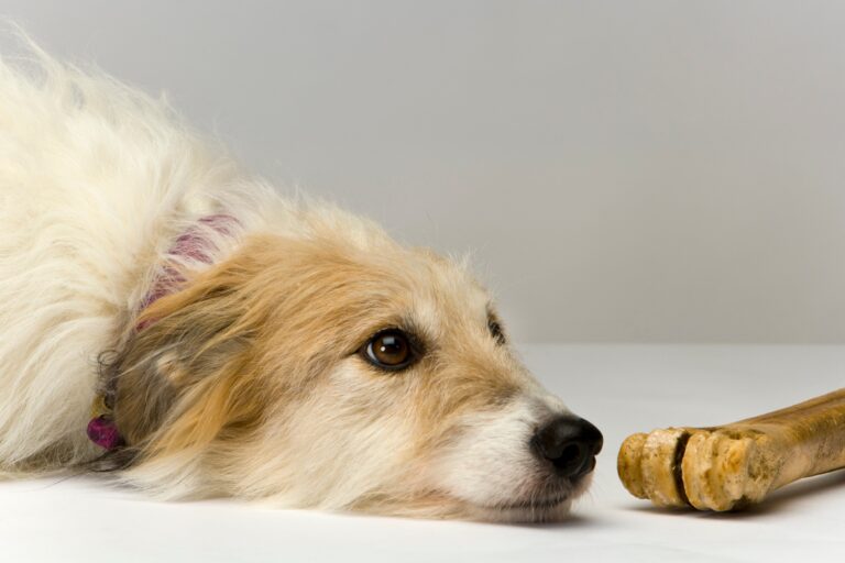 Do Bedlington Whippets Make Good Pets: A Comprehensive Guide