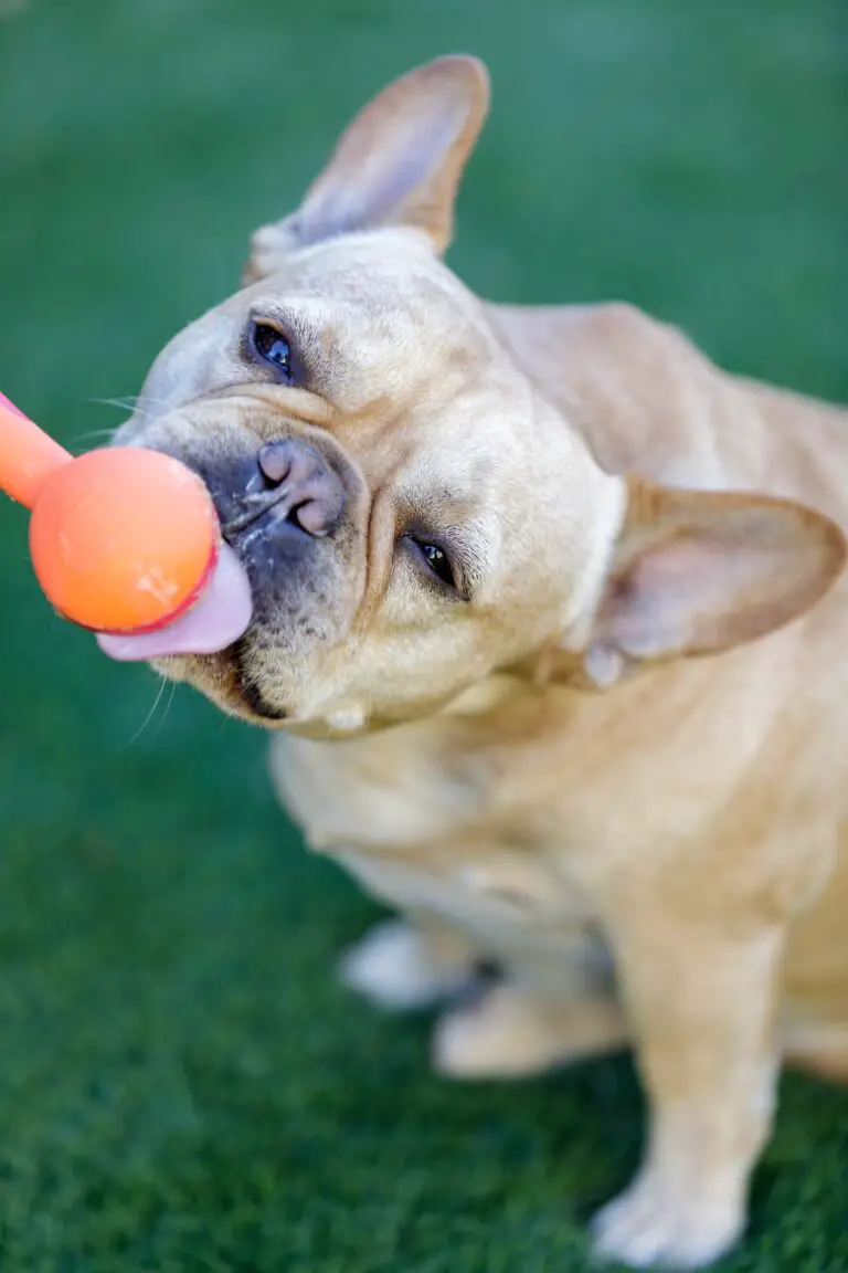 Can French Bulldogs Eat Peanut Butter? A Veterinarian’s Perspective