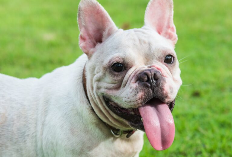 Do French Bulldogs Have Health Issues? A Comprehensive Look at Their Common Health Problems