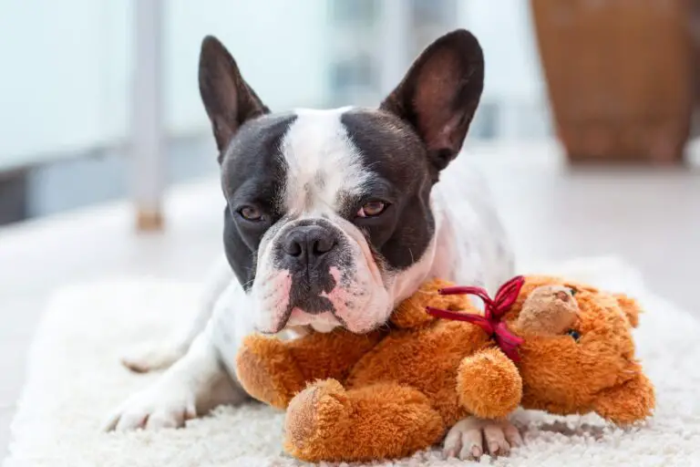 Are French Bulldogs Suitable Apartment Dogs?