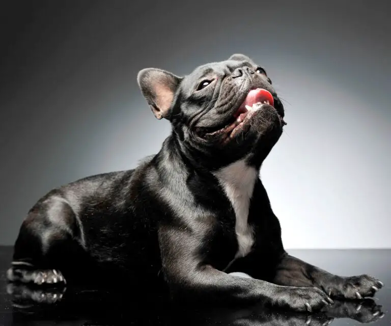 Are French Bulldogs Dumb? The Truth About Their Intelligence