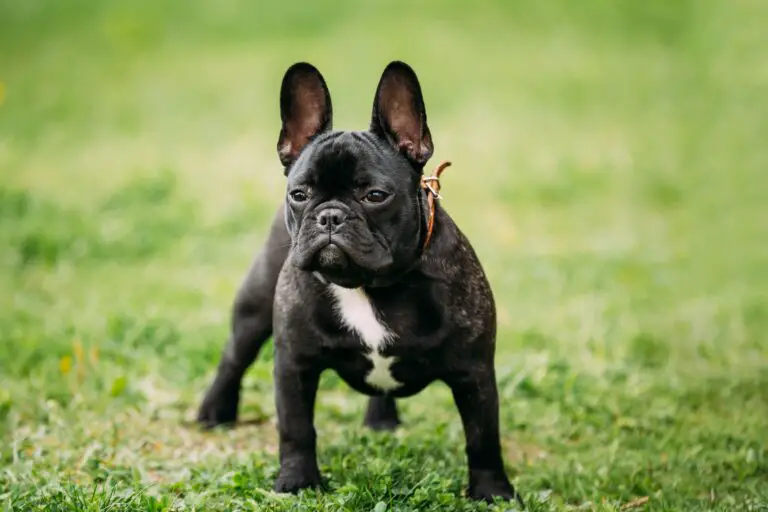 How to Stop Your Frenchie from Barking: Tips and Tricks for a Peaceful Home
