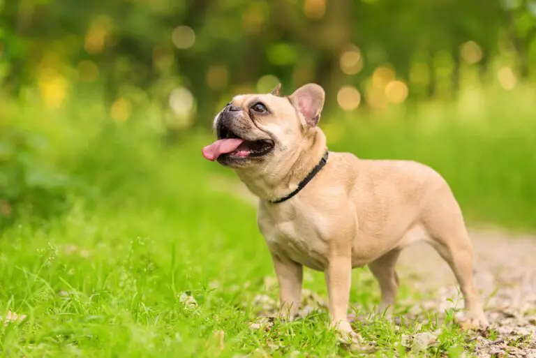 Can French Bulldogs Eat Yogurt? A Comprehensive Guide