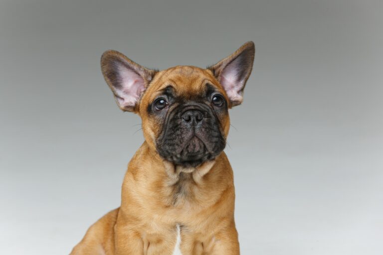 Can French Bulldogs Eat Cheese? A Nutritional Guide